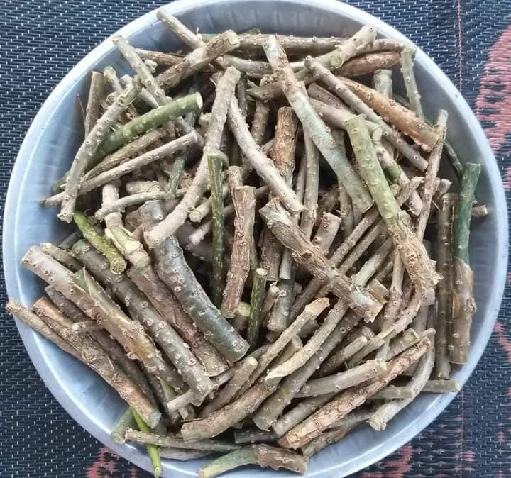 गुर्जो वितरण अभियान तीव्र