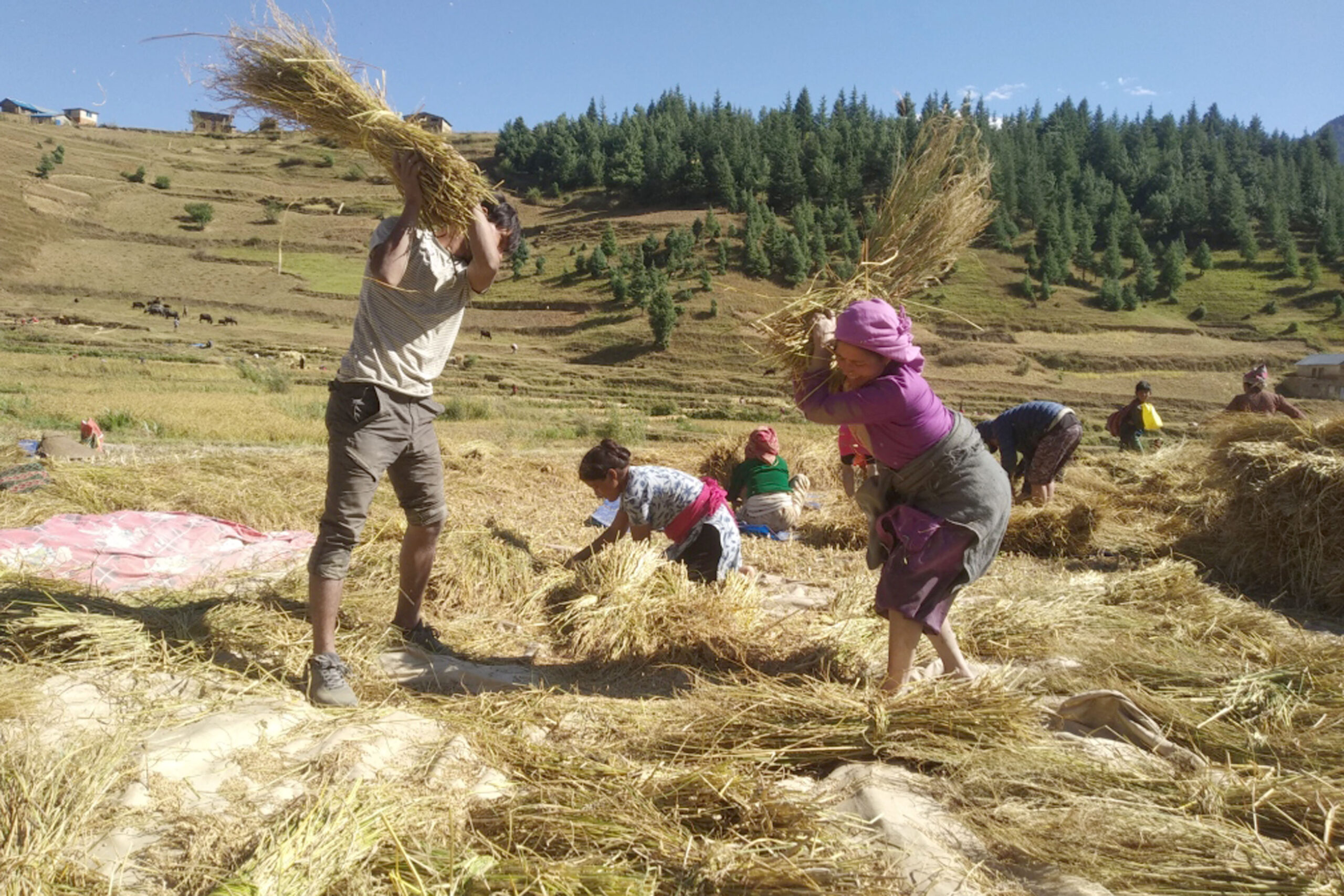 किसानलाई मार्सी धान भित्र्याउन चटारो