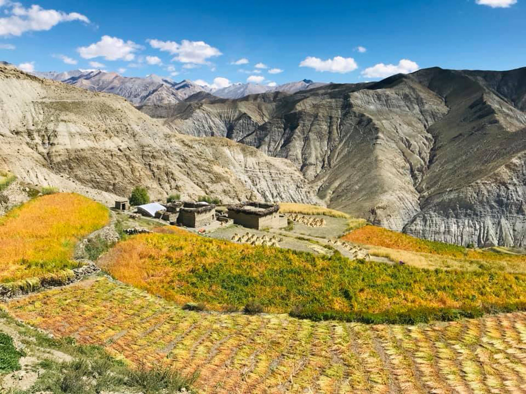 डोल्पामा लगाएको उवा र फापर