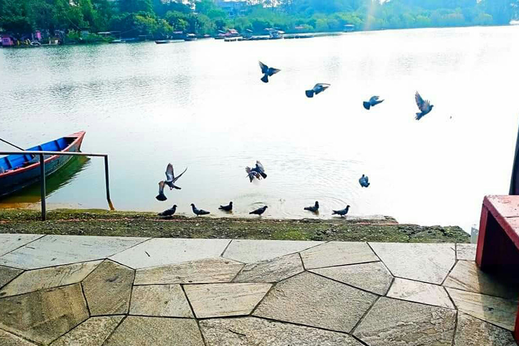 फेवातालमा रमाउँदै परेवा
