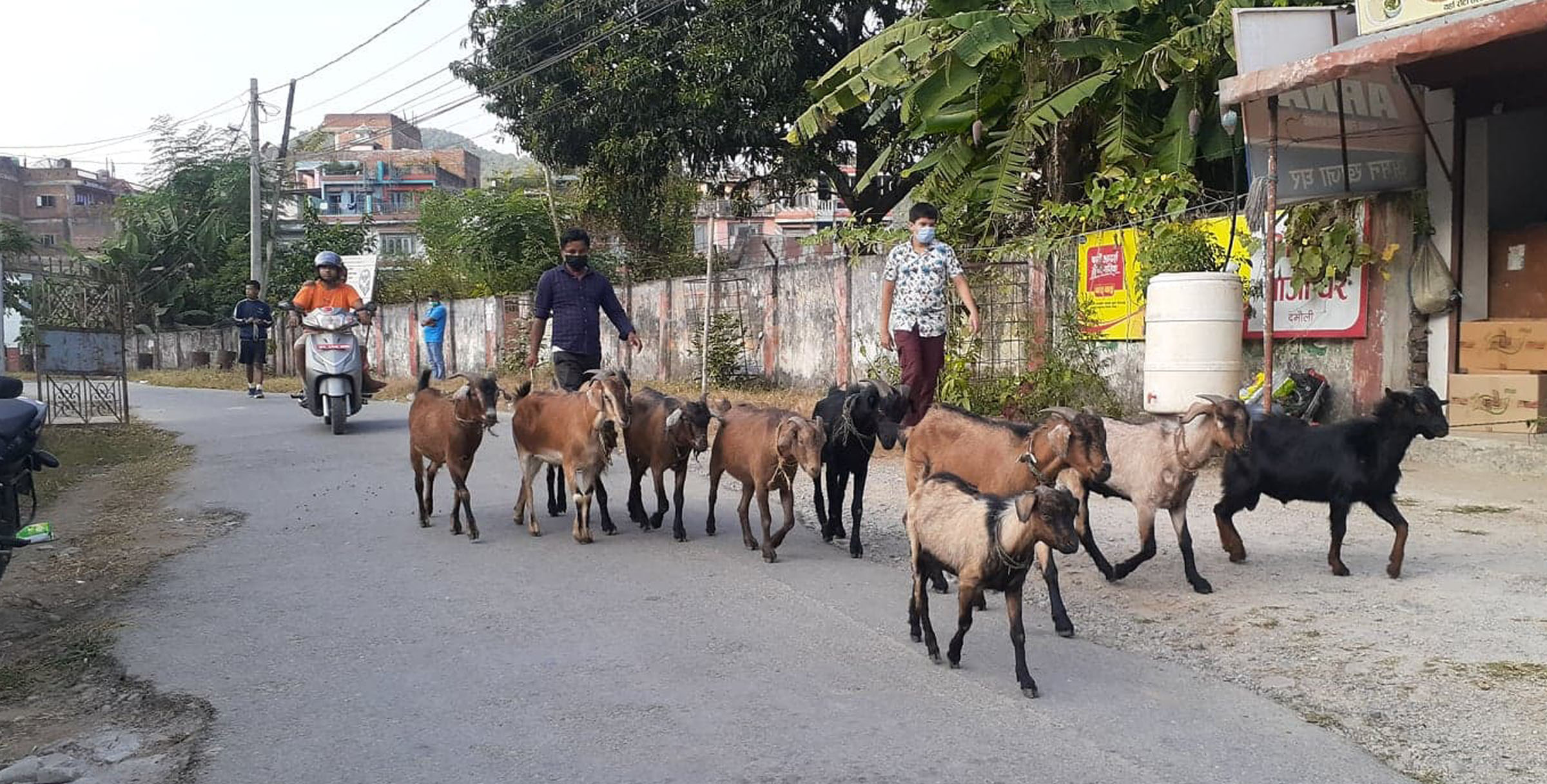 बिक्री भएनन् खसीबोका