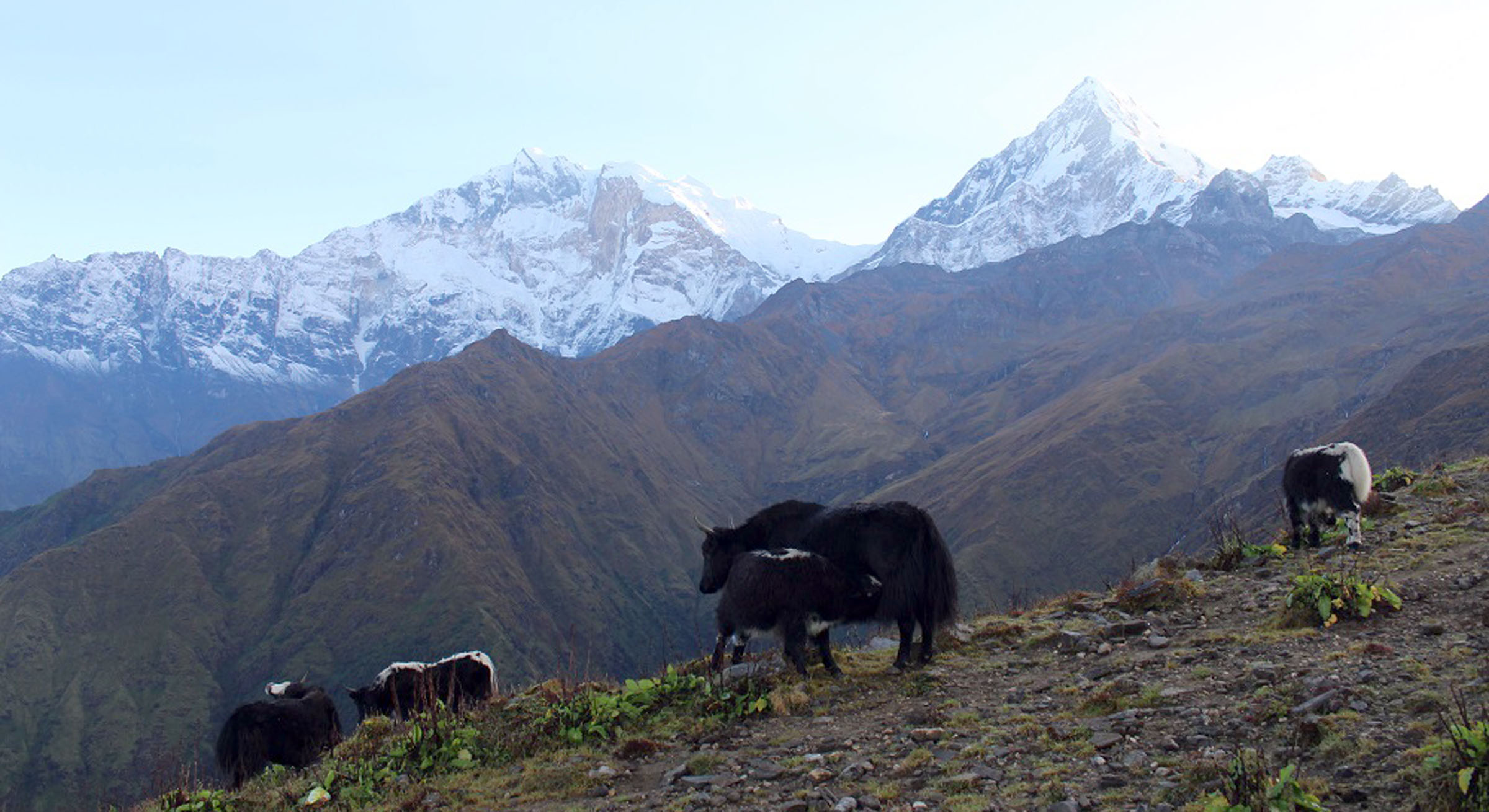 खोपारामा चौरीपालन
