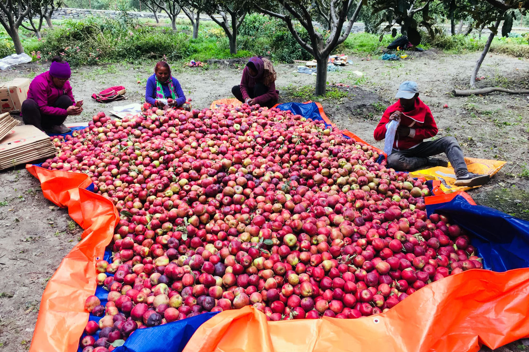 मार्फा स्याउ बजार पठाउने तयारीमा किसान