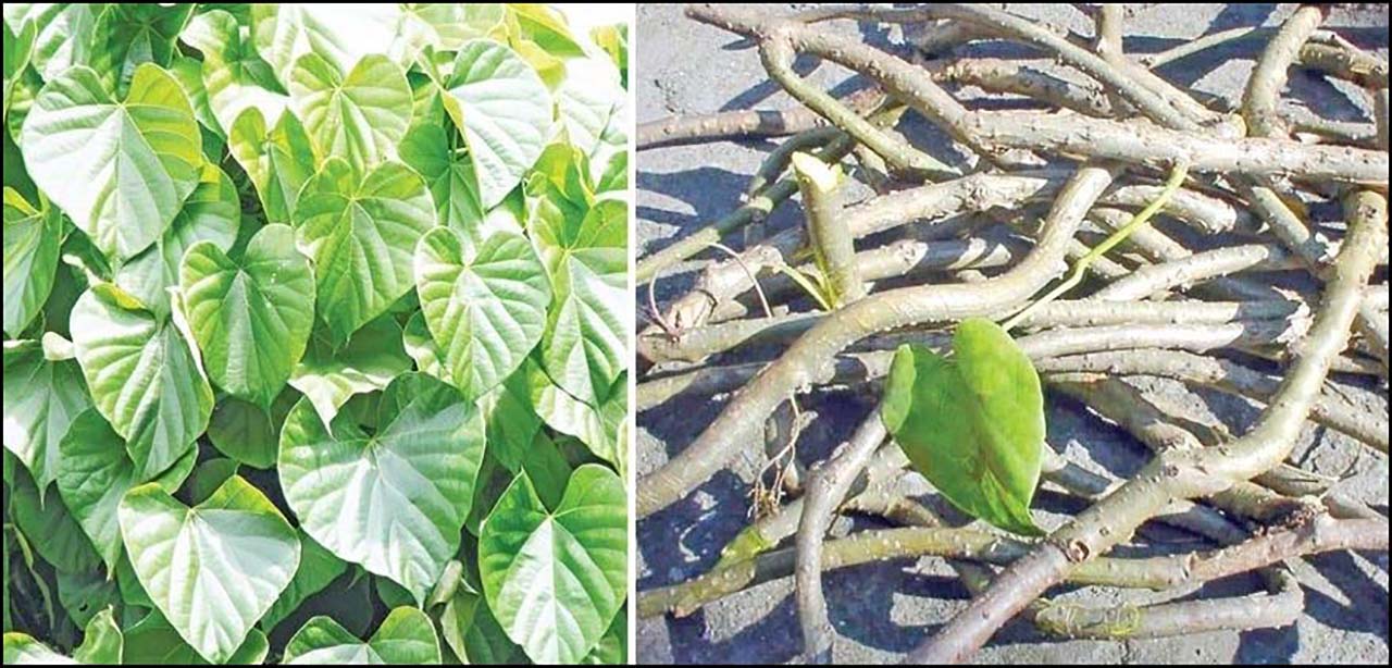 सरकारी निवासमा उत्पादन गरी गुर्जो निःशुल्क वितरण