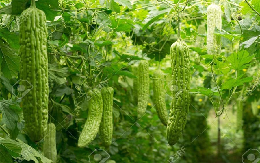 यसपाली तरकारी र फलफूलको बलि दिएर दशैँ मनाइयो