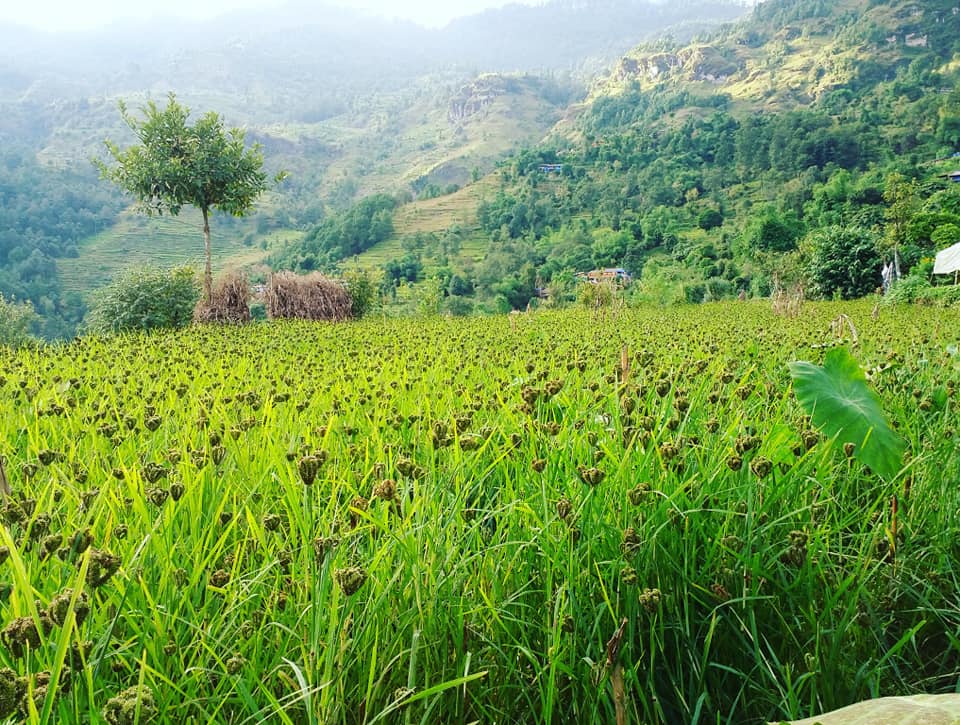 पोषिलो खाद्यान्न कोदोखेती हराउँदै
