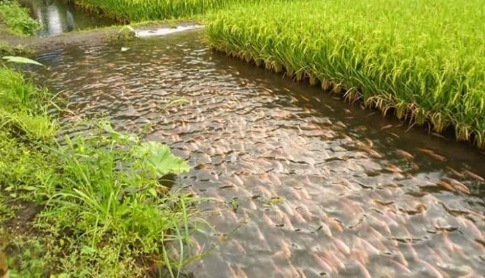 धान खेतमा माछापालनः चार महिनामा तीन लाख आम्दानी
