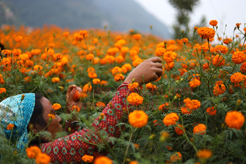 यस वर्ष तिहारमा भारतबाट फूल नल्याइने