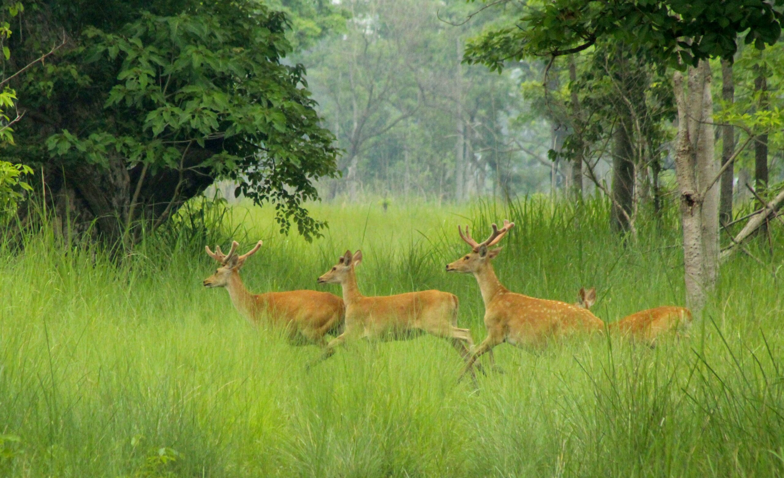 शुक्लफाँटा राष्ट्रिय निकुञ्जमा जङ्गल सफारी खुला