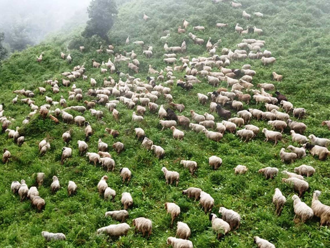 भेडीगोठमा पसेर भालुले मा-यो भेडा