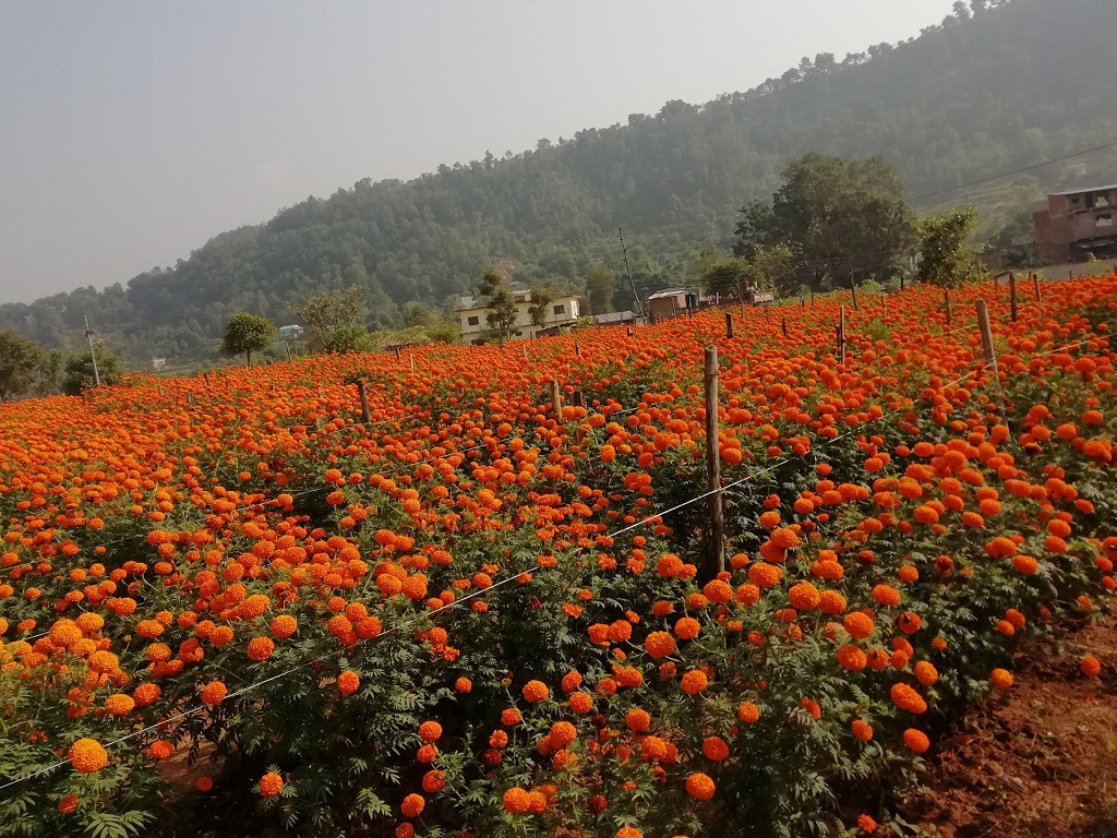 तिहार अघिनै सुक्यो सयपत्री