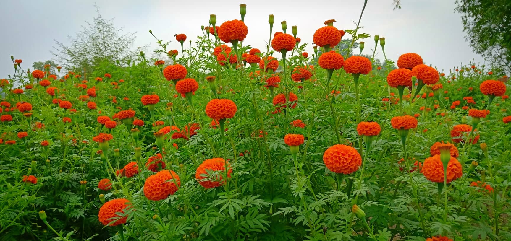 पुष्प व्यवसायबाट मनग्य आम्दानी