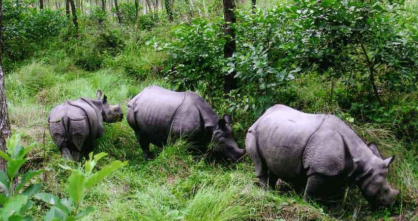 चोरी शिकारीले चार गैँडा मारे