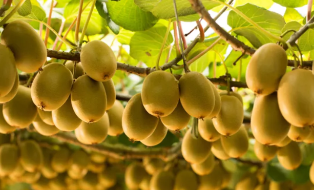 धान मासेर लगाएको किबीले मालामाल