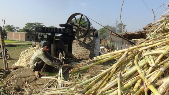 सक्खरको माग निकै बढेपछि धमाधम उखु पेल्दै किसान