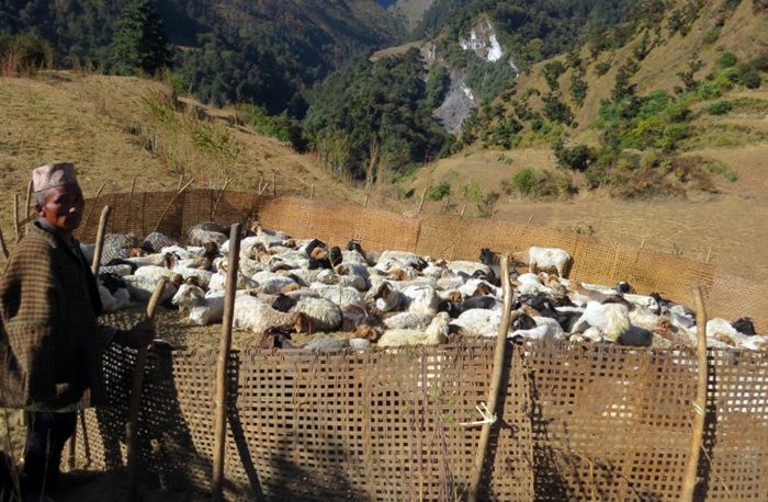 चिसो बढेसँगै बेँसी झरे भेडीगोठ
