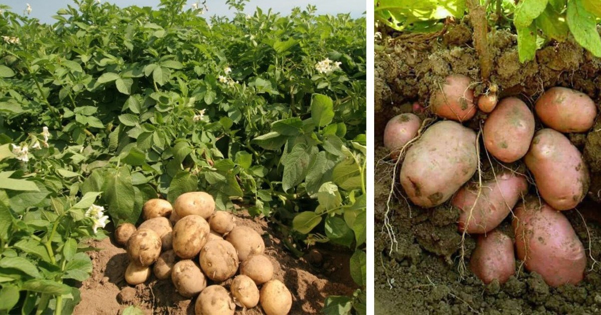 हिमाली क्षेत्रमा आलु उत्पादन घट्यो