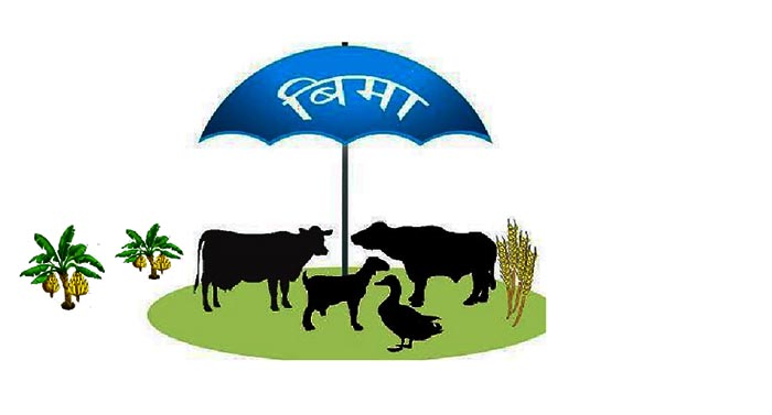 पशु बीमा निःशुल्क