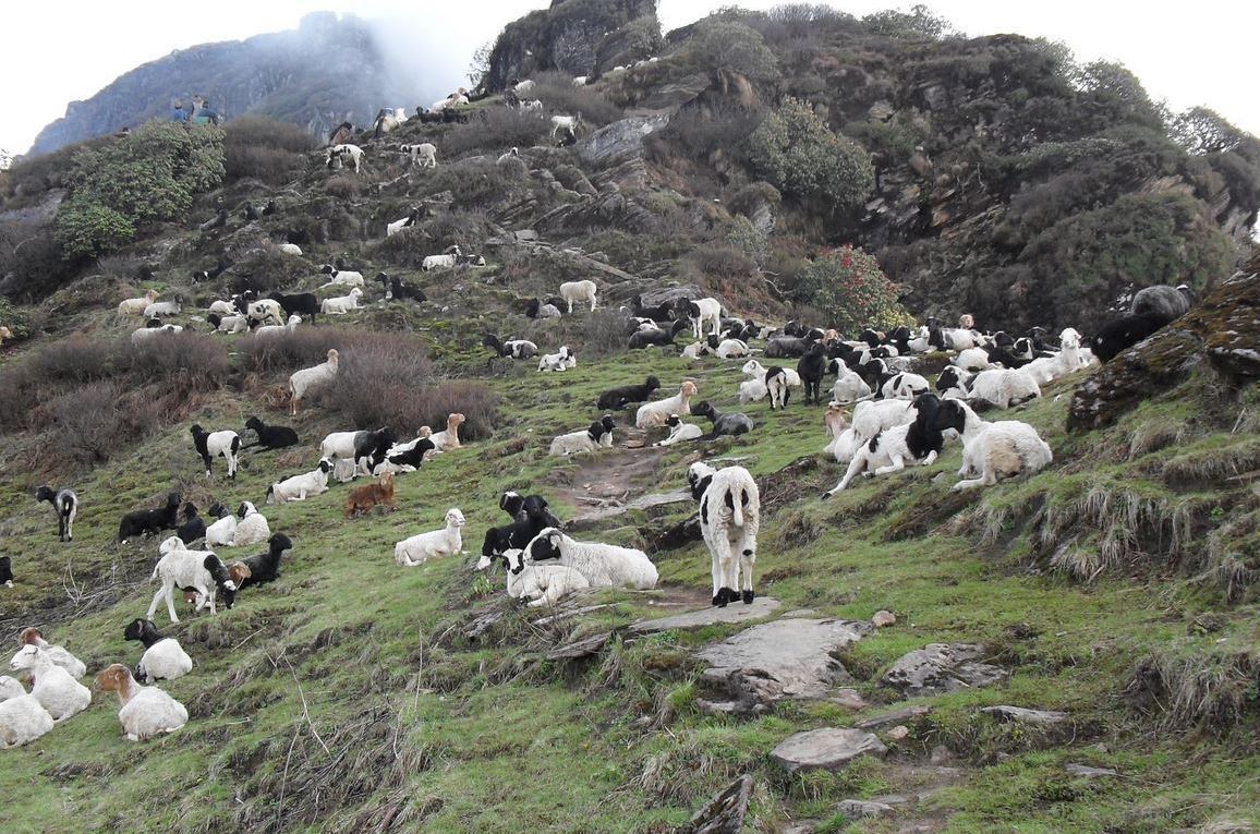 चिसो छल्न भेडीगोठ बेंसी झर्दै