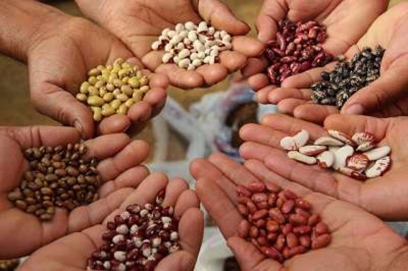 बीउ सङ्कलन र भण्डारण केन्द्र स्थापना