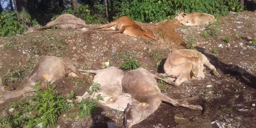 मृतावस्थामा ११ गाई फेला