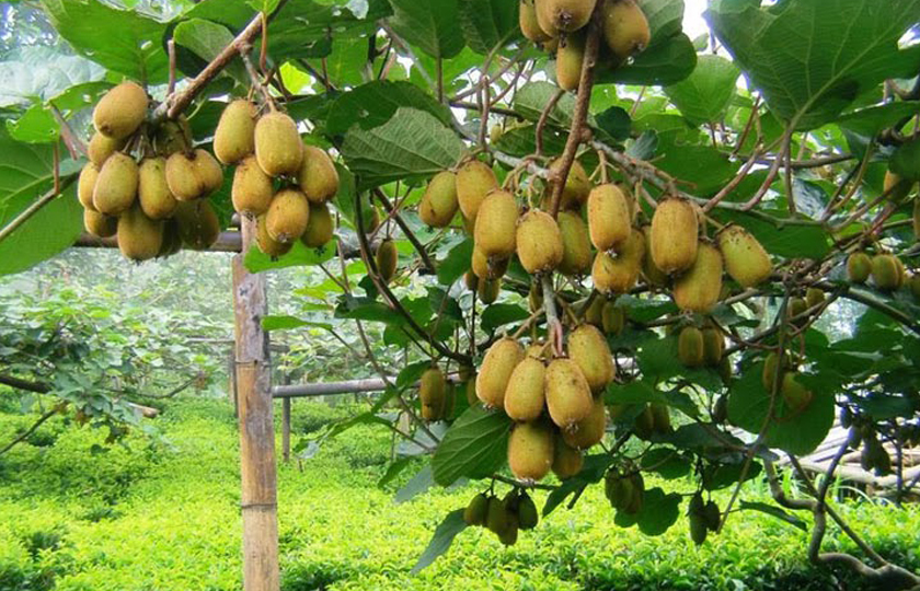 किबी खेतीले मनग्य आम्दानी