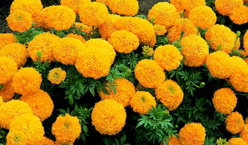 घर आँगनको फूलबाट आम्दानी गर्दै गृहिणी