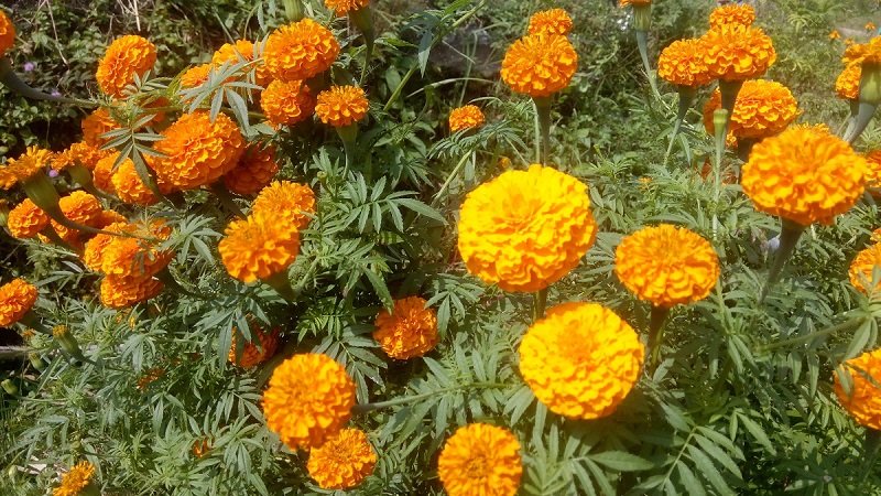 सबैतिर ढकमक्क फुले सयपत्री