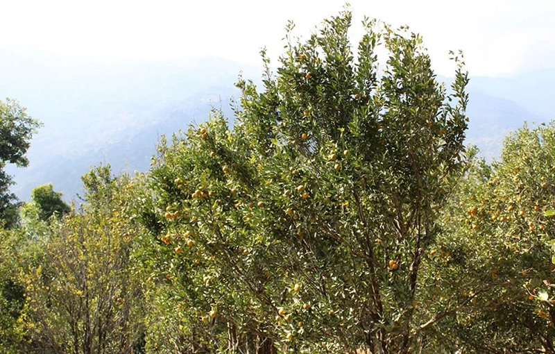 सुन्तलाको बोट छ, फल छैन