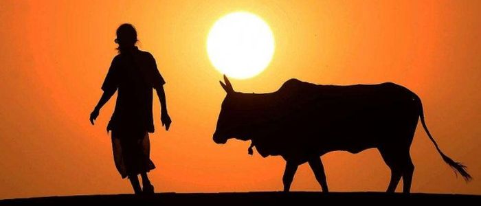 रुकुमकोटमा खेती गर्न गोरुको अभाव