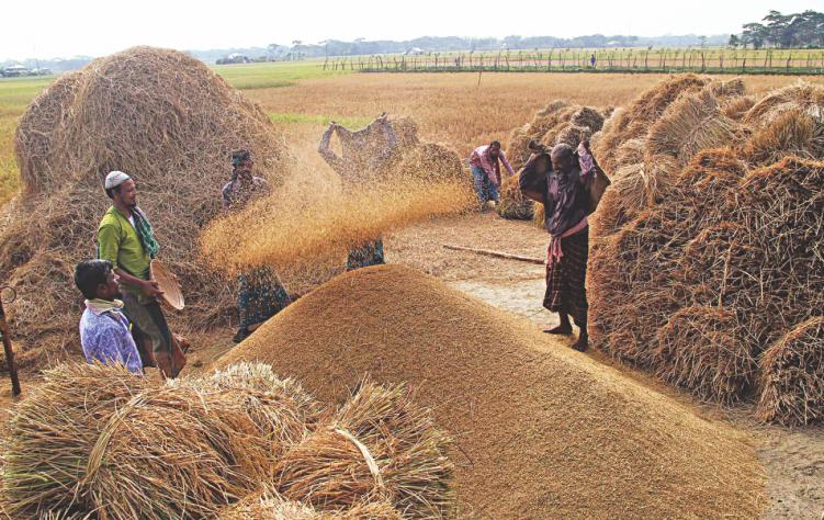 सिरहा र सप्तरीमा धान उत्पादनमा वृद्धि