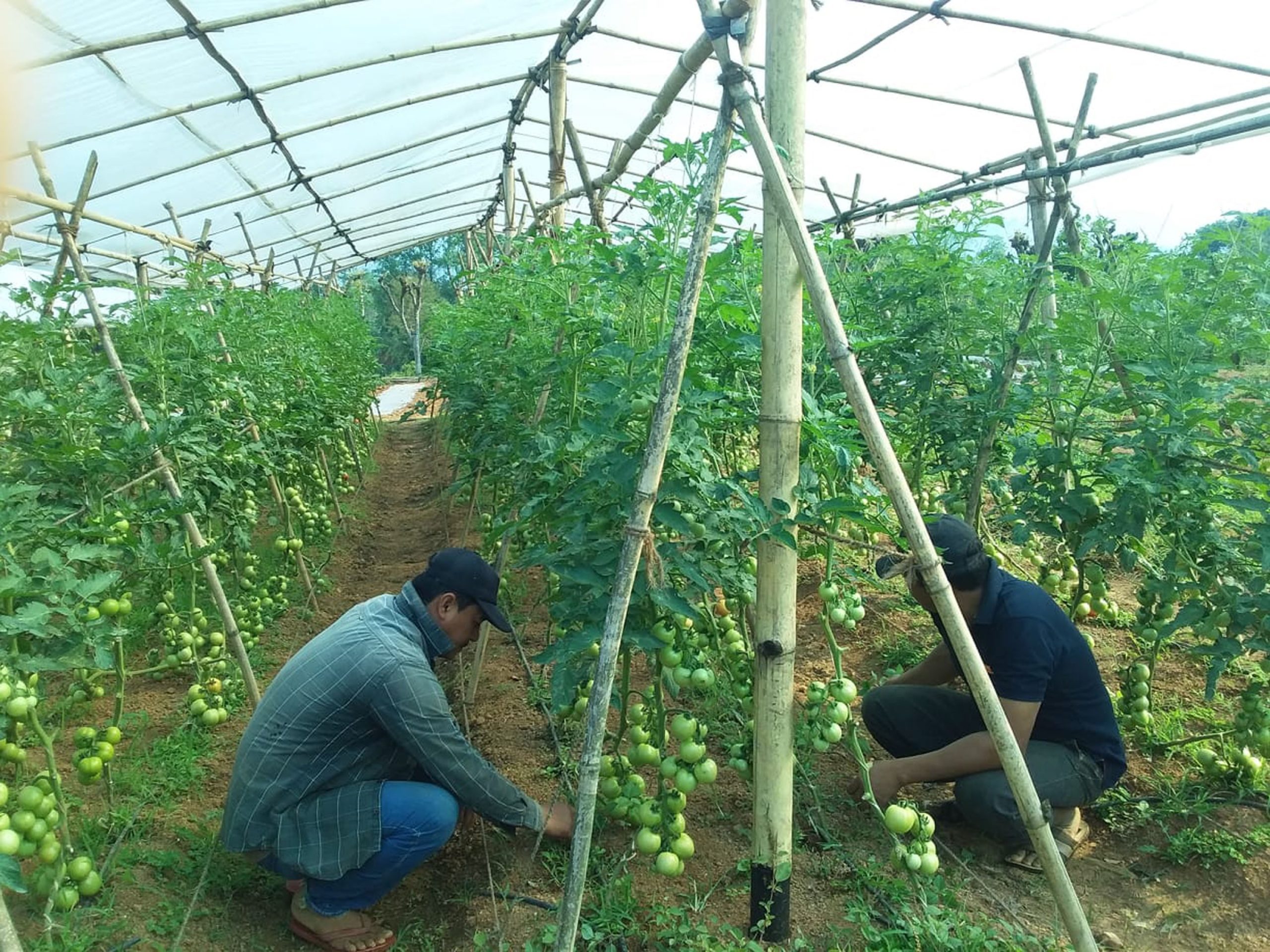 पाल्पाका कृषकको अभियान ‘खाडी नपसौँ, झाडी पसौँ’ झाडी