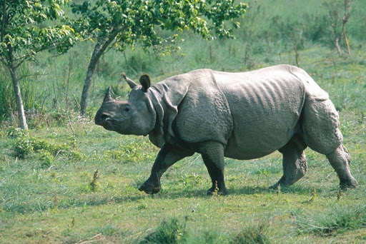 गैँडाको आक्रमणबाट ६५ वर्षीय मुखियाको मृत्यु