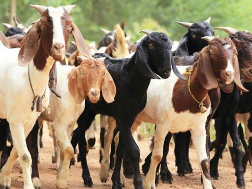 लकडाउनलाई सदुपयोग गर्दै बाख्रा पालनमा युवा