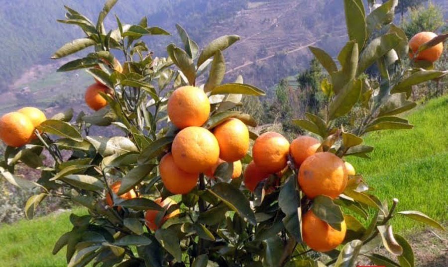 सुन्तला उत्पादन घट्दै