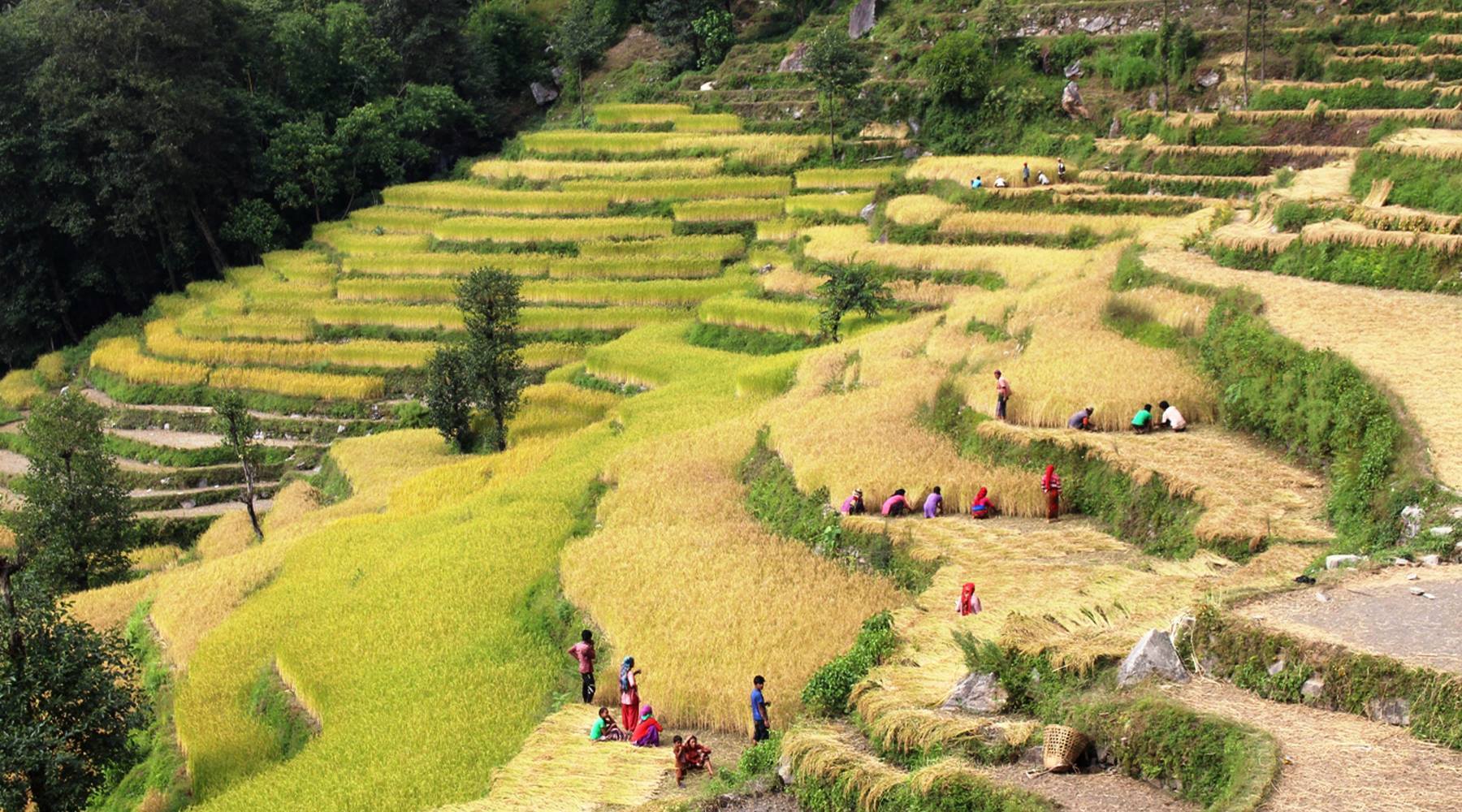 पर्वतको जलजलामा १५ हजार रोपनी सार्वजनिक जग्गा अतिक्रमण