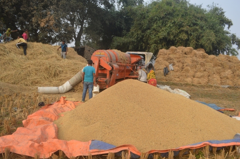 नयाँ धान खरिदमा उदासिनता देखाएपछि किसान मर्कामा