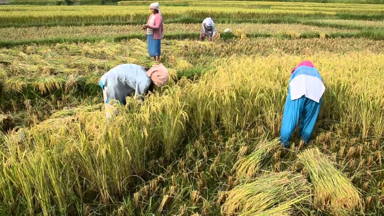 समर्थन मूल्यमा धान खरिद शुरुः धान बेच्न किसानको भेषमा व्यापारी