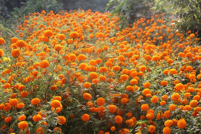 पाल्पामा व्यावसायिक फूलखेतीमा महिलाको सहभागिता