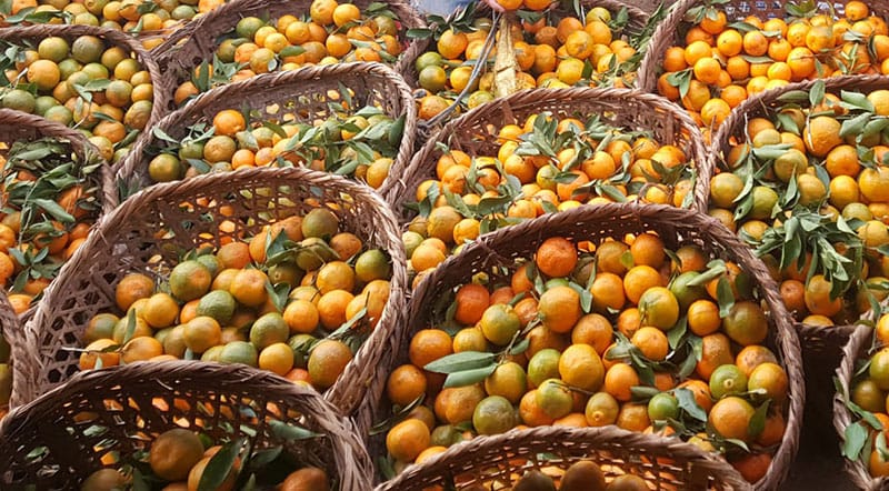 कास्कीमा सुन्तला घट्यो, किसान चिन्तित