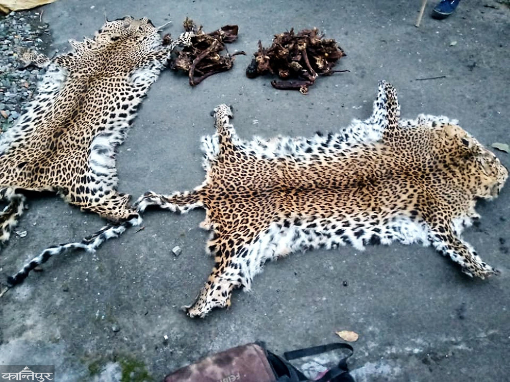 चितुवाको छाला र हड्डीसहित पक्राउ
