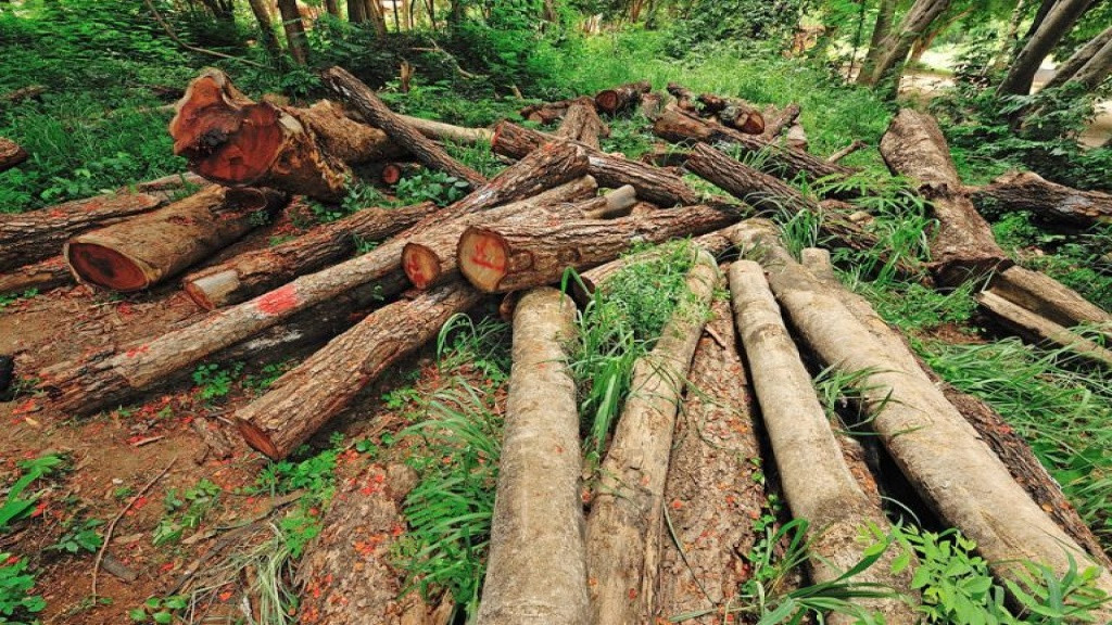 नुवाकोटबाट अवैधरूपमा काठ ओसारपसारमा संलग्न सातजना पक्राउ
