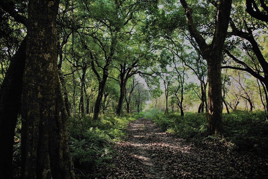 रम्तेलडाँडा वन प्रकरण : २२ जनाविरुद्ध मुद्दा