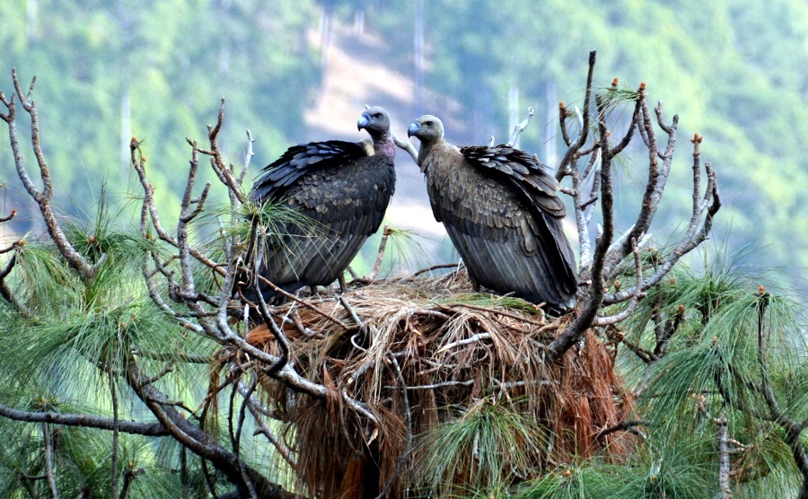 देखिन थाले दैलेखमा लोपोन्मुख गिद्ध