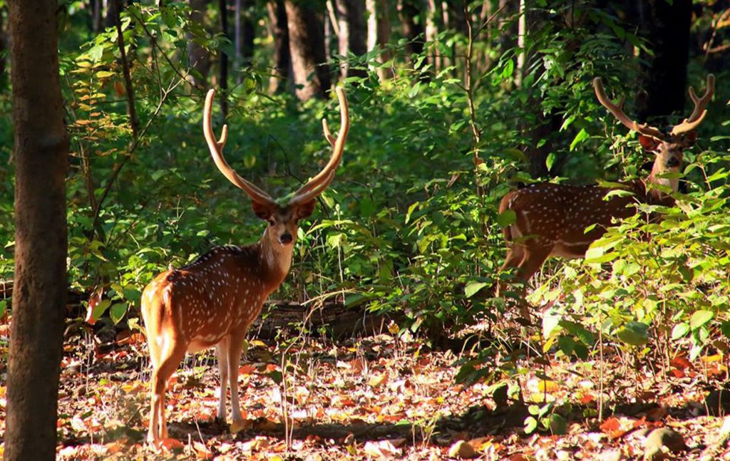 बुलबुले तालमा फसेको जरायोको उद्धार