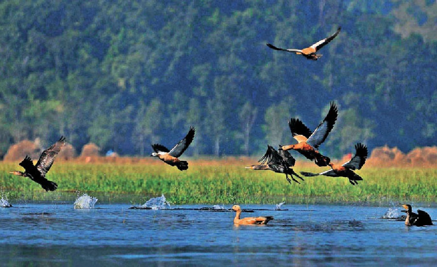 चितवन राष्ट्रिय निकुञ्जमा चरा गणना आइतबारदेखि