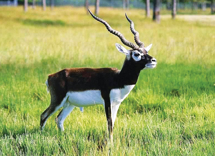 चितवनमा कृष्णसार ल्याउन अध्ययन शुरु