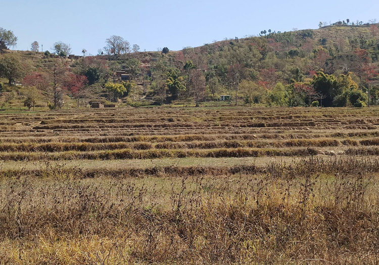 हिउँदे खडेरीबाट कृषक चिन्तित