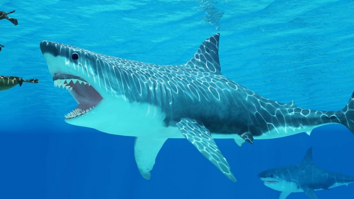 Dramatic shark decline leaves ‘gaping hole’ in ocean: study