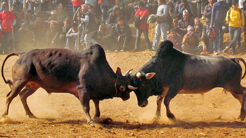 माघे सङ्क्रान्तिमा नुवाकोटमा ३१ हल गोरु जुधाइने